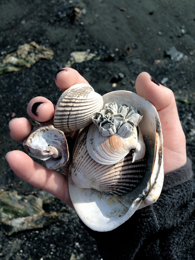 barnacle shells